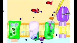 Noncyclic Photophosphorylation [upl. by Poole821]