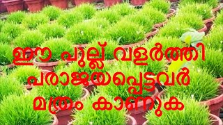 Hemigraphis rependa plant summer care star grass രോഗങ്ങൾ പരിചരണം [upl. by Ellemaj]