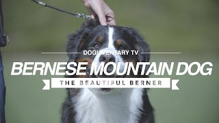 ALL ABOUT THE BERNESE MOUNTAIN DOG [upl. by Klemens]