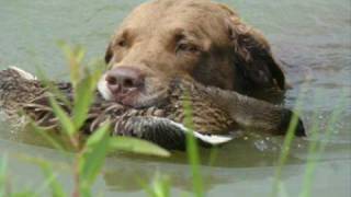 Chesapeake Bay Retriever Norman [upl. by Sadnalor242]