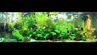 Angelfish community tank [upl. by Amata176]