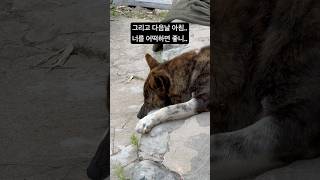 호랭이와 첫만남 사냥개가 느닷없이 나타났다카이견진돗개카이견믹스진도믹스사냥개유기견유기견임시보호 유기견입양 유기견에서반려견으로 다견다묘가정 사지말고입양하세요 [upl. by Kylynn472]