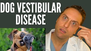 Veterinarian Explains  Vestibular Disease [upl. by Supmart]