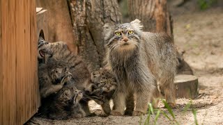 Seven kittens were born to Lolo the Pallass cat in Novosibirsk zoo [upl. by Caswell]