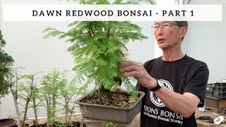 Creating a Dawn Redwood Bonsai  Part 1 [upl. by Coad749]