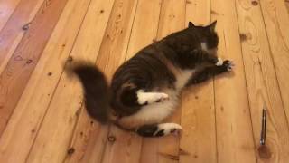 Katze krampft epileptischen Anfall  Cat cramps epileptic seizur [upl. by Ahsiekit]