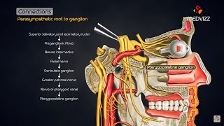 Pterygopalatine ganglion  Head and neck animated gross anatomy [upl. by Aradnahc520]