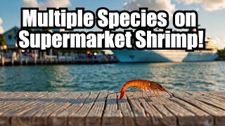 Shrimp Fishing Secrets Revealed at Key Wests Mallory Square [upl. by Ecyac]