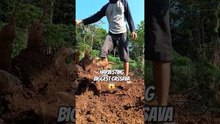 Harvesting biggest cassava farming nature singkong shorts [upl. by Queenie]