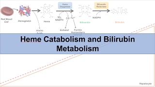 Heme Catabolism and Degradation Pathway  Biochemistry Lesson [upl. by Scherman]