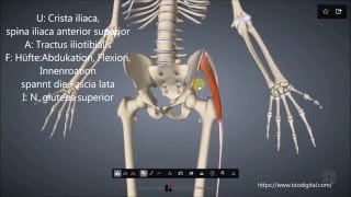 M tensor fasciae latae [upl. by Renner]