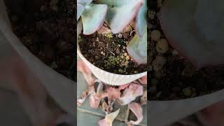 Melocactus seedlings cactus melocactus seedlings cactuslover succulent propagation [upl. by O'Doneven]