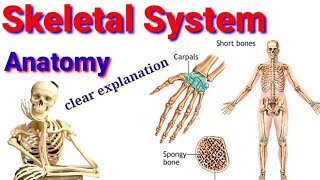 Skeletal System Anatomy ስርዐተ  አጥንት 🦴ክፍል 1 anatomy Bone [upl. by Magnum]