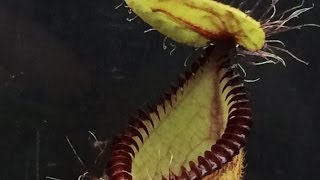 Carninvorous plants Feeding Hungry Nepenthes Hamata amp culture tips [upl. by Sucram]