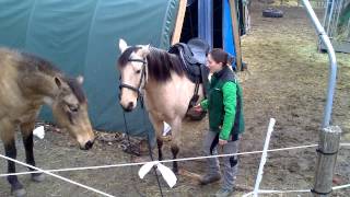 Tacking up Chicilla at liberty  BampF Horsemanship [upl. by Bergeron445]