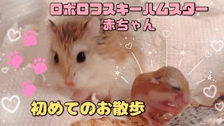 【day11】Roborovski hamster baby walk♥️ロボロフスキーハムスターの赤ちゃんお散歩 [upl. by Yrrej]