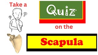 Quiz on the scapula [upl. by Llennoc]