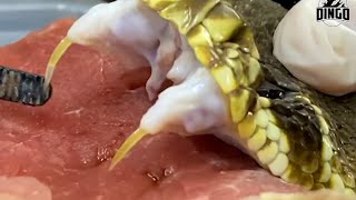 Deadly Snake Venom Dissolves Flesh [upl. by Anwat]