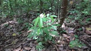 A Sunfleck Over a Sapling Nectandra cissiflora  Lauraceae in Barro Colorado Island Panama [upl. by Ardnekal739]