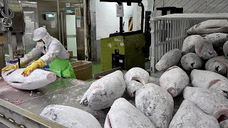 How CANNED TUNA Is Made  How Tuna Fish is Cut amp Preserved in Cans [upl. by Harod321]