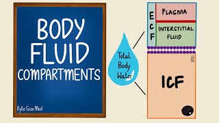 Body Fluid Compartments  ICF  ECF  General Physiology [upl. by Athena3]