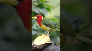 Beautiful Birds Red headed barbet birdslover birds subscribe share viral shortvideo [upl. by Nageek579]