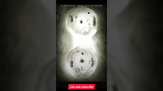 biology mitosis new neet2025trendingshorts cell cycle and cell division cell division [upl. by Darcey]