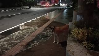 Suara Anjing menggonggong di jalan [upl. by Salguod]