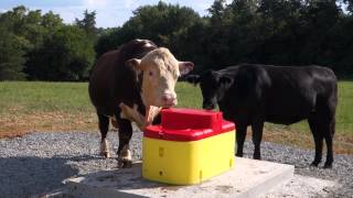 First Drink From a Ritchie Waterer [upl. by Oberstone]