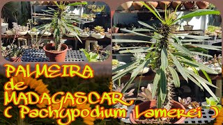 Palmeira de Madagascar  Pachypodium Lamerei  Apresentação das minhas plantas [upl. by Limhaj]