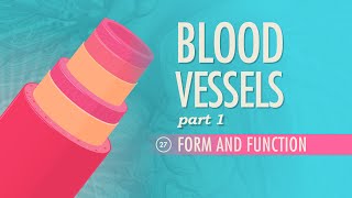 Blood Vessels Part 1  Form and Function Crash Course Anatomy amp Physiology 27 [upl. by Ferrand]