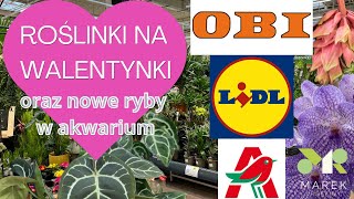 Rośliny na Walentynki w OBI Lidlu i Auchan Przegląd nowych dostaw roślin w sklepach [upl. by Bozovich184]