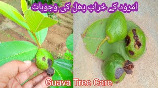 امرود Guava Plant Care Fungus AttackOverwatering Results [upl. by Htiaf990]