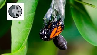 The life of Monarch Butterfly [upl. by Llebana]