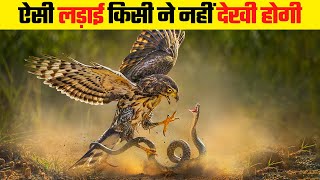 सांप और पक्षी के बीच हुई घमासान लड़ाई  Deadly Fight Between Snakes and Birds [upl. by Styles]