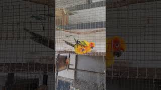 sun conure mating video🥰🥰❤️ [upl. by Marden]