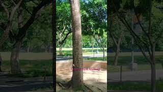 Central Park Alabang youtubeshorts loveyouallovertheworld youtubevideos nature trend [upl. by Nehttam426]