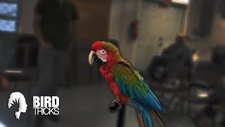 THIS MACAW HAS NEVER FLOWN BEFORE  Mona The Macaw [upl. by Annabel]