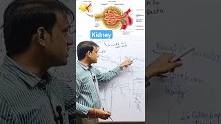 Malpighain Body  Glomerulus  Bowmans capsule malpighianbody glomerulus bowmancapsule kidney [upl. by Isej139]