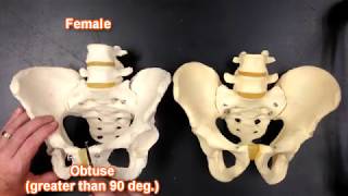 Cervical spine  Anatomy Diagram amp Definition  Human Anatomy  Kenhub [upl. by Zerep]