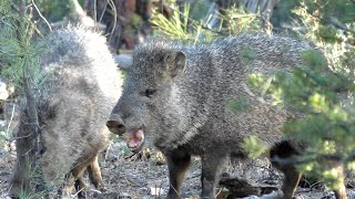 Minute Out In It Javelinas Eating Cactus [upl. by Sewel]