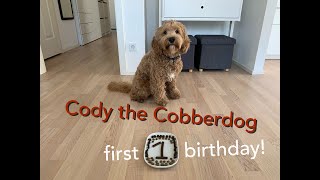 Cody the Cobberdog  FIRST BIRTHDAY [upl. by Aiynot]