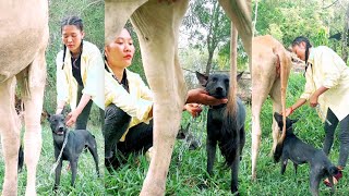 Breeding dogs and cows in my hometown [upl. by Rhea]