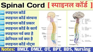 Spinal Cord Anatomy and Physiology in Hindi  Lumber Vertebra  Spinal Nerve  Cranial Nerve [upl. by Tyne]