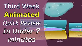 Third Week of Development  Animated Quick Review  MedicoVisual [upl. by Meriel223]