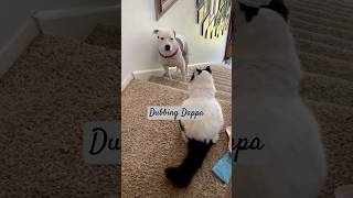 Funny Dog and Cat Voice cat dog funny comedy animals shorts shortsfeed funnyanimals [upl. by Enihpesoj]