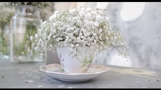 Gypsophila [upl. by Bilak]