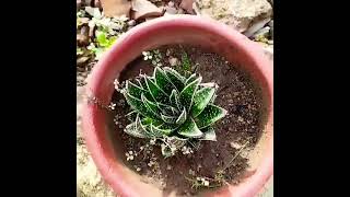 Aloe Aristata plant nature utubeshorts greencare garden flowers [upl. by Nalyac461]