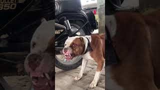 Agar Raat Ko Apke Ghar me Chor🧌ghus jaye🥷or apke pass Pitbul👹dog👺hai kya hoga shorts pitbull dog [upl. by Ttelrats638]