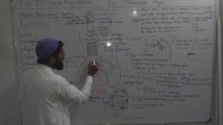 2nd year BioRespirationLecture 01 Human Respiratory system anatomy and physiology [upl. by Zosima]